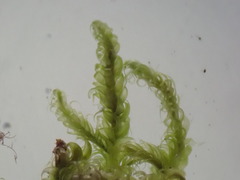 Stereodon callichrous