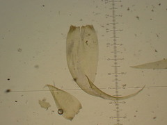 Stereodon callichrous