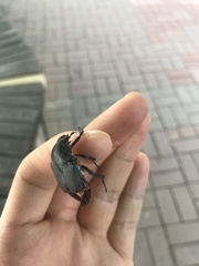 Dicronocephalus adamsi