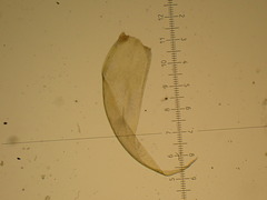 Stereodon callichrous