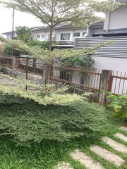 Terminalia molinetii