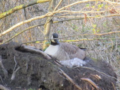 Branta canadensis