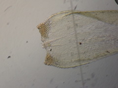 Stereodon callichrous