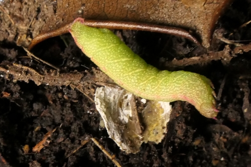 Tarata Looper photo 6