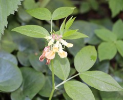 Vicia oroboides