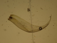 Stereodon callichrous