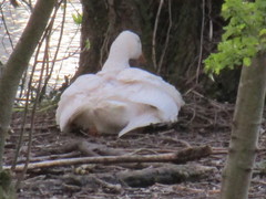 Anser anser domesticus