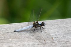 Orthetrum japonicum