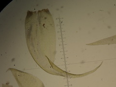 Stereodon callichrous