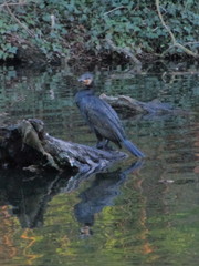 Phalacrocorax carbo