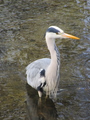 Ardea cinerea