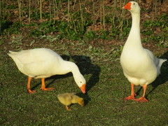 Anser anser domesticus