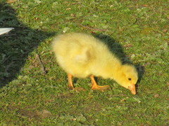 Anser anser domesticus