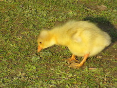 Anser anser domesticus