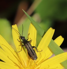 Oedemera flavipes