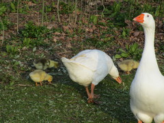 Anser anser domesticus