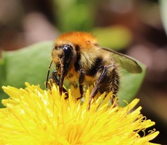 Bombus humilis