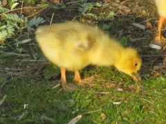 Anser anser domesticus