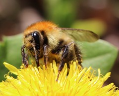 Bombus humilis