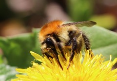 Bombus humilis
