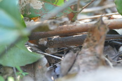 Rieppeleon kerstenii