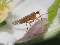 Empis digramma