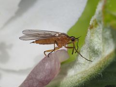 Empis digramma