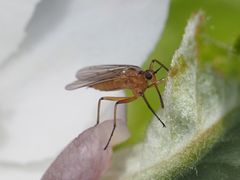 Empis digramma