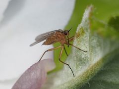 Empis digramma