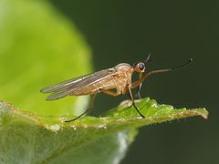 Empis digramma