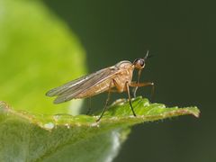 Empis digramma