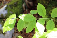 Euonymus latifolius
