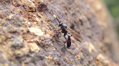Ichneumon inquinatus