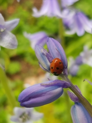 Coccinella septempunctata