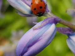 Coccinella septempunctata