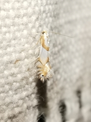 Phyllonorycter roboris