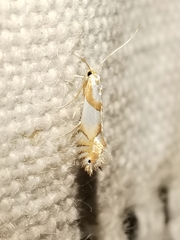 Phyllonorycter roboris