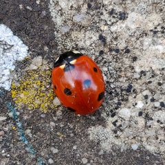 Coccinella septempunctata