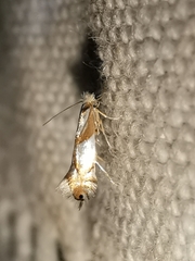 Phyllonorycter roboris