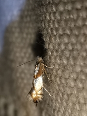 Phyllonorycter roboris