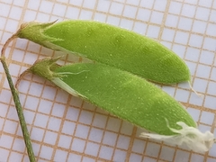 Vicia parviflora