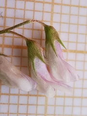 Vicia parviflora