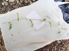 Vicia parviflora