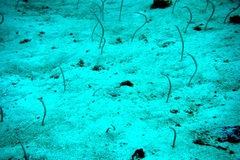 Gorgasia maculata