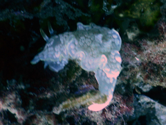 Nudipleura
