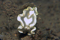 Glossodoris pallida