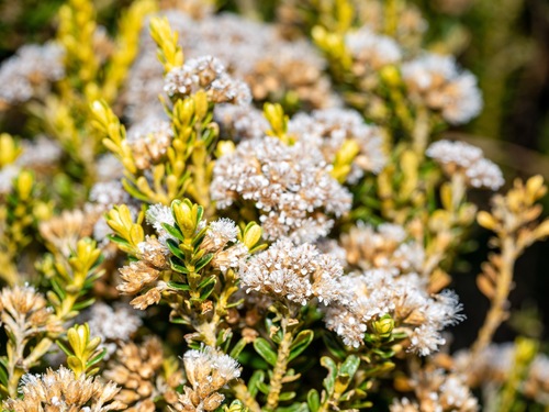 Ozothamnus