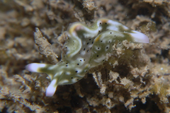 Nudipleura