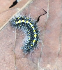 Callimorpha dominula