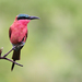 Southern Carmine Bee-Eater - Photo (c) maritzasouthafrica, some rights reserved (CC BY-NC), uploaded by maritzasouthafrica